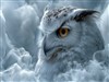 Snow Owl