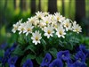 Simple Spring