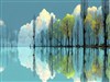 Trees and the Pond