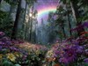 The Rainbow
