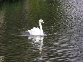 Swan on Stratford