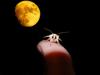 Moth and Moon