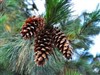 Pine Cones