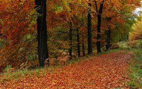 Fall Road