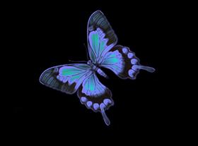 Blacklight Butterfly 03