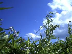 Sky to Flower