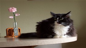 Little Man laying on the table