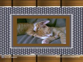 Sleepy Kittys