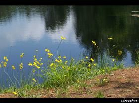 the lake and flowers