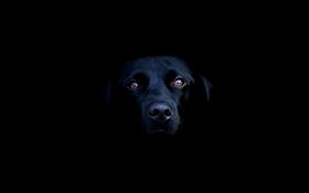 Black Lab