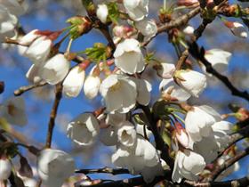 Crabapple Breeze