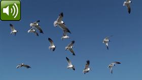 Feed the Birds I