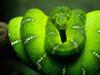 Green boa