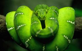 Green boa