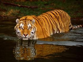 Tiger in the Water