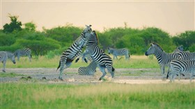 Africa_Zebras