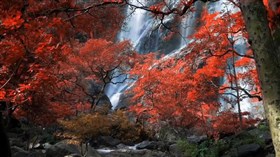 Royal Orange Forest Waterfall 