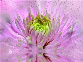 Pink_Dahlia