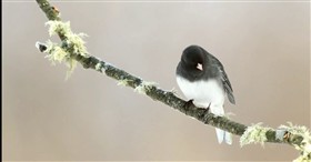 Dark Eyed Junco