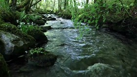 Forest River