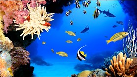 Aquarium IV