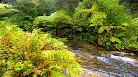 Fern Stream