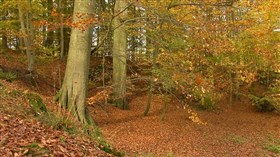 Autumn Trees