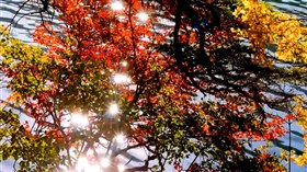 Autumn Sparkle