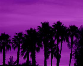 Purple Palms