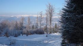 Winter  Wonderland