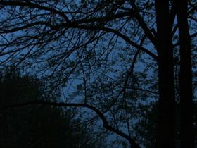 Night Trees