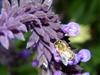 Bee on Salvia