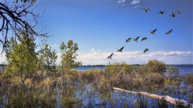 Barr Lake Bird Watching LV