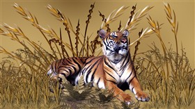 Golden Tiger LV
