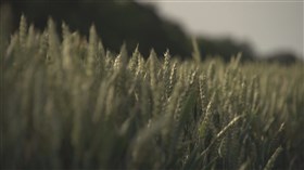 Wind Blowing in a Wheat Field