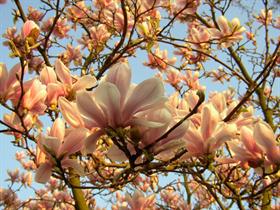 Spring