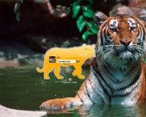 Tiger's Pride