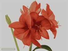 Amaryllis