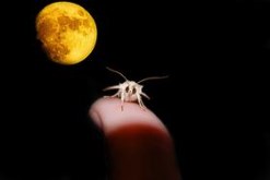 Moth and Moon