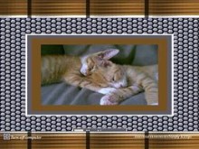 Sleepy Kittys