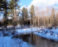 Winter in the Woods