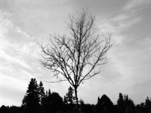 The Last Tree (light grain)