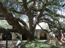 REALY OLD TREE AT THE ALAMO