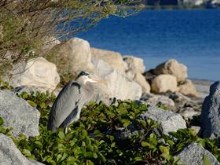 Beach Bird