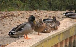Ducks