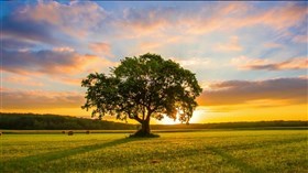 Beautiful_Peaceful_Wheatfield_Sunset