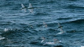 Ocean Flying Fish