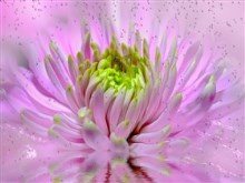 Pink_Dahlia