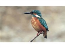 Comman Kingfisher 2