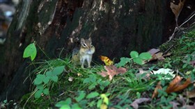 Chipmunk